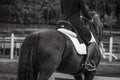 Elegant horse, dressage show, black Lusitano horse, black and white