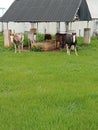 An elegant horse from imo state nigeria