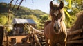 Elegant Horse In Madagascar