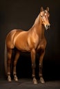 Elegant horse portrait. Horse on dark background