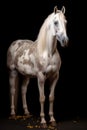 Elegant horse portrait. Horse on dark background