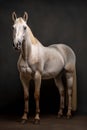 Elegant horse portrait. Horse on dark background