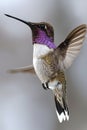 Elegant hummingbirds in flight, gracefully savoring nectar from brightly colored flowers