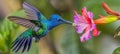 Elegant hummingbirds flying gracefully, targeting vibrant sources of flower nectar