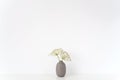 Elegant indoor interior. Gray vase with Aegopodium summer bouquet on table on white background.