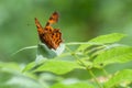 Elegant injured orange butterfly Polygonia c-album resting on a leaf
