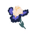 Elegant iris flower with lush petals. Gorgeous blossomed bud of spring floral plant. Pretty botanical element. Colorful