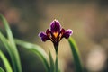 Elegant iris flower on thin stem in blurry beige background.