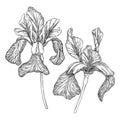 Elegant iris illustration. Botanical drawing of summer flowers. Hand-drawn garden iris bud. Engraved style floral drawing on white Royalty Free Stock Photo