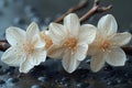 Elegant Ivory Blossoms on Dark Backdrop. Concept Floral Photography, Elegant Styling, Dark