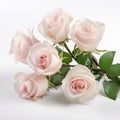 Elegant Ivory Roses On White Background