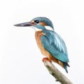 Kingfisher bird on a white background. A generative AI photograph realistic illustration of a vibrant Kingfisher.