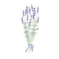 Elegant lavender flowers bunch, lavender bouquet with a purple ribbon. Vector illustration isolated on white