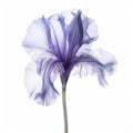 Elegant Light Purple Iris Flower X-ray Illustration On White Background