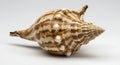 Elegant lightning whelk seashell with intricate brown and white patterns for nature and collection enthusiasts Royalty Free Stock Photo