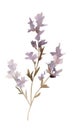 Elegant Lilac and Purple Watercolor Flowers on White Background .
