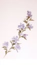 Elegant Lilac and Purple Watercolor Flowers on White Background .