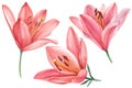 Elegant lilies, pink flowers set on isolated white background, watercolor illustration, collection, greeting cards Royalty Free Stock Photo