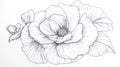 Elegant Black and White Sketch of a Large Flower with Bud Royalty Free Stock Photo