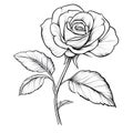 Elegant Black and White Rose Drawing with Leaves, Line Art Floral Design Royalty Free Stock Photo