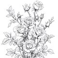 Line Art Rose Bouquet Black and White Floral Arrangement Elegant Rose Drawing Royalty Free Stock Photo