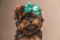 Elegant little baby yorkshire terrier puppy with bow on head looking up Royalty Free Stock Photo