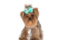 Elegant little yorkie puppy with bow on head standing Royalty Free Stock Photo