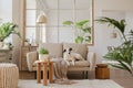 Elegant living room interior design with beige modern sofa, side table and creative accessories. Beautiful dog lying on the couch. Royalty Free Stock Photo