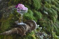 Elegant long stemmed champagne glass decorated with peonies against backdrop of grass and moss outdoors