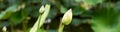 Elegant lotus buds or Nelumbo over green background, panoramic view