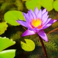 Elegant lotus flower on the lake