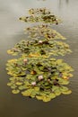 An elegant lotus flower pond