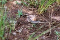 Elegant mabuya - Trachylepis elegans, endemic species of skink. Madagascar Wildlife