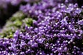 Elegant macro closeup of tiny Syringa flower also known as Lilac.