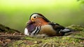 Elegant male mandarin duck sitting on the ground in summer from low angle view Royalty Free Stock Photo
