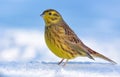 Elegant male Yellowhammer stands posing on the snow cover in light winter day