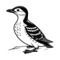Elegant Marbled Murrelet Bird Vector Royalty Free Stock Photo