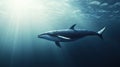Elegant minke whale in open waters, pollution and sunlight interplay, ocean awareness Royalty Free Stock Photo