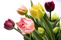 Elegant mixed tulips spring bouquet close up on white background. Spring tulips. Tulips bouquet.