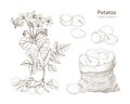 Elegant monochrome botanical drawings of potato plant with flowers, tubers and vegetables in bag. Edible crop hand drawn