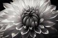 Elegant monochrome dahlia