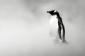 Elegant Monochrome Penguin Portrait Standing Alone in Misty Environ, Dramatic Wildlife Scene, Minimalist Animal Photography