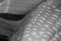 Elegant monochrome photo of corn cob is close-up Royalty Free Stock Photo