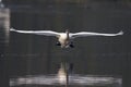 An elegant mute swan Cygnus olor flying highspeed towards the camera low over water. Royalty Free Stock Photo