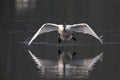 An elegant mute swan Cygnus olor flying highspeed towards the camera low over water. Royalty Free Stock Photo