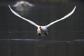 An elegant mute swan Cygnus olor flying highspeed towards the camera low over water. Royalty Free Stock Photo