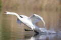 An elegant mute swan Cygnus olor landing in highspeed in a lake in the city Berlin Germany. Royalty Free Stock Photo