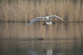 An elegant mute swan Cygnus olor landing towards the camera in the water. Royalty Free Stock Photo