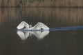 An elegant mute swan Cygnus olor landing towards the camera in the water. Royalty Free Stock Photo