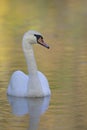 An elegant mute swan Cygnus olor swimming in morning light in a lake with bright colors. Royalty Free Stock Photo